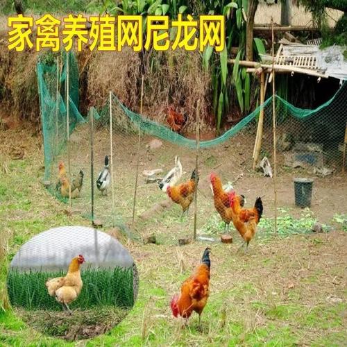家禽养殖网养鸡网菜园围网山鸡网尼龙网防护栏网拦鸡网养鸭网