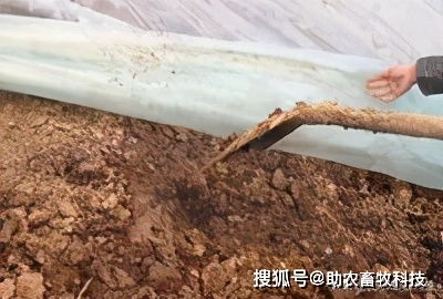 两个微生物产品解决青头鸭养殖中的大问题