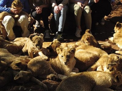 像家禽一样饲养 这些南非狮虎任游客挑选猎杀