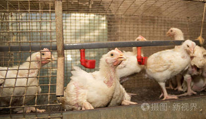 家禽饲养场饲养肉鸡